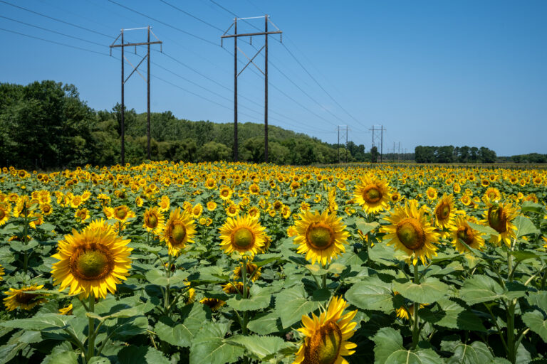 A large field of sunflowers sits next to a transmission right of way along the banks of the rediversion canal in St. Stephen. 