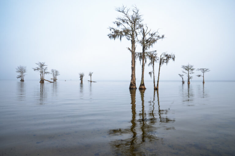 Submerged cypress trees in Lake Marion. 