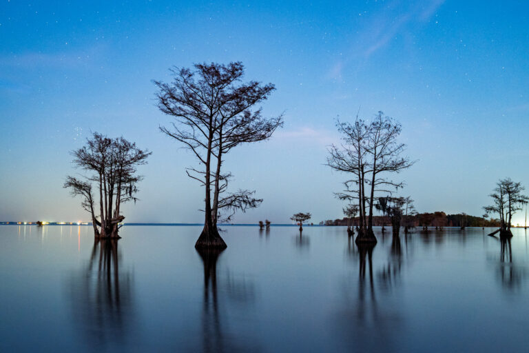 Submerged cypress trees at dusk on Lake Marion. 
