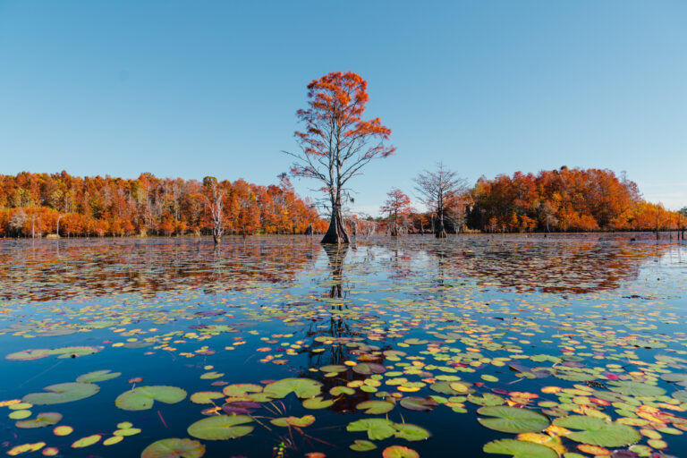 Fall colors start to show on the waters of Lake Moultrie Friday, Nov. 12, 2021 near Bonneau.