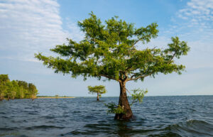 Tree on Lake